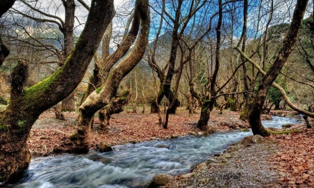 Ιωάννινα: Κινδυνεύουν αιωνόβια πλατάνια από "θανατηφόρο" μύκητα